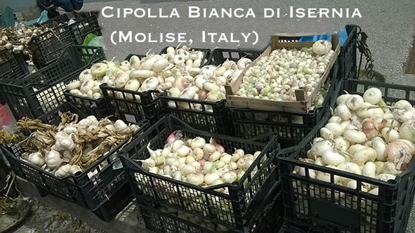 Una moda in voga fotografarecibo.jpg